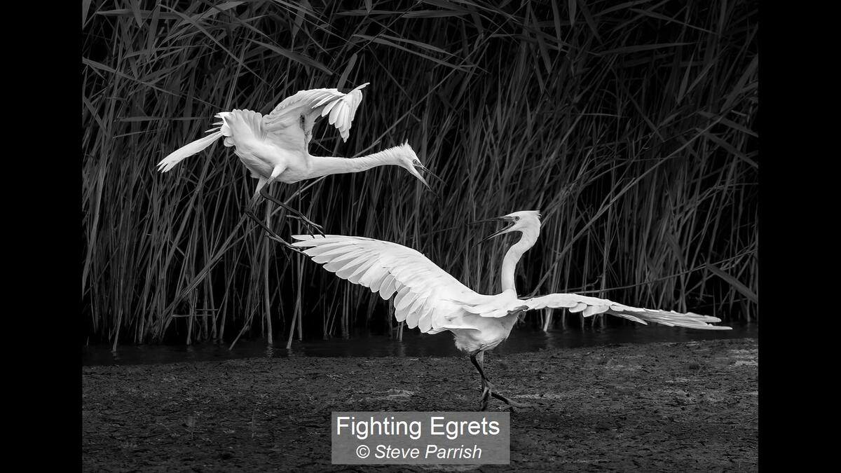 Fighting Egrets